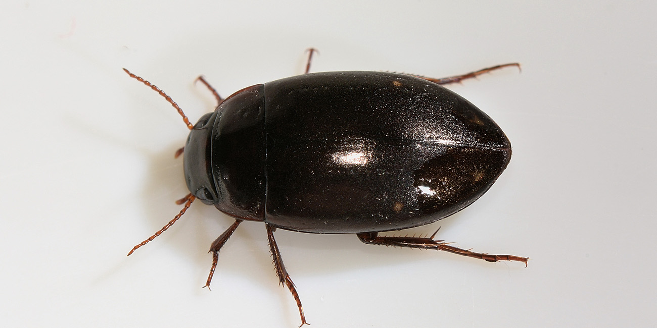 Agabus guttatus ssp. guttatus - Dytiscidae